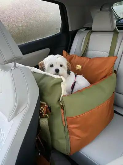 Pet Accessories